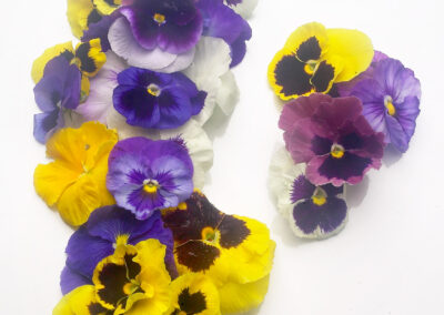 Assorted Edible Pansies