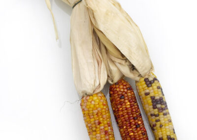 Baby Indian Corn