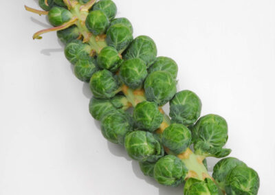 Brussel Sprouts