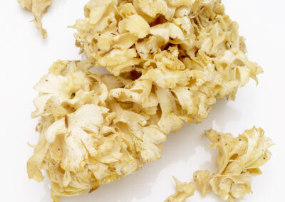 Cauliflower Mushroom