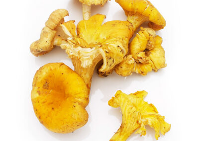 Chanterelle Mushroom