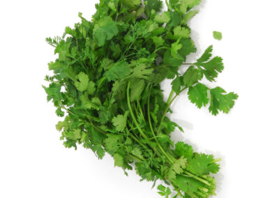 Cilantro