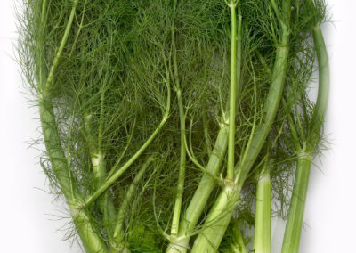 Fennel