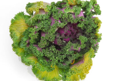 Flowering Kale