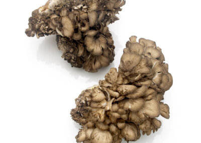 Maitake Mushrooms