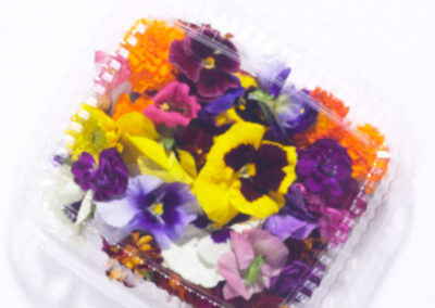 Edible Pansies