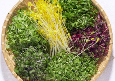 Microgreens