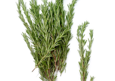 Rosemary Herbs