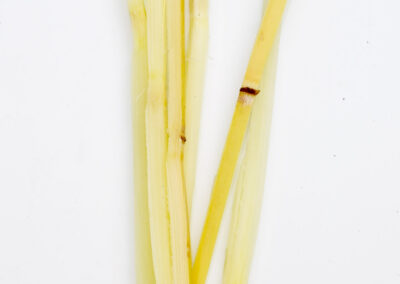 Sugar Cane Swizzle Sticks