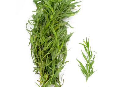 Tarragon