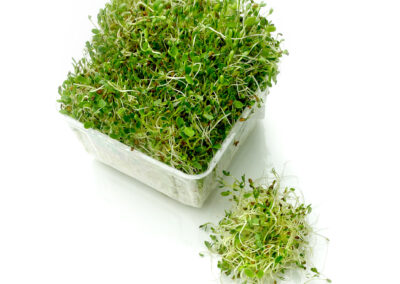 Alfalfa Sprouts