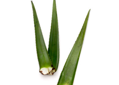 Aloe