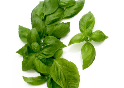 Basil