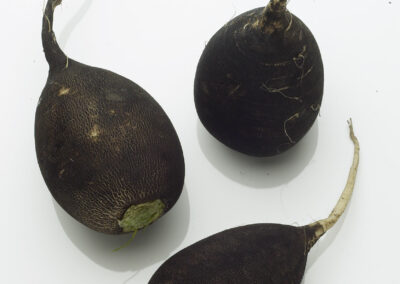 Black Radish