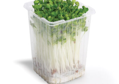 Daikon Sprouts