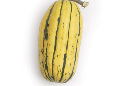 Delicate Squash