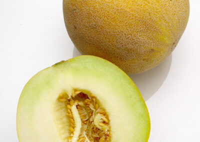 Galia Melon