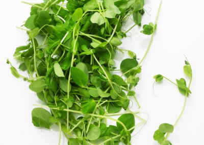 Green Pea Tendrils