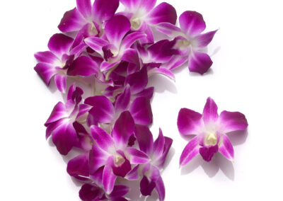 Orchids