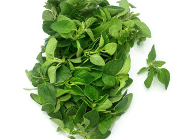 Oregano