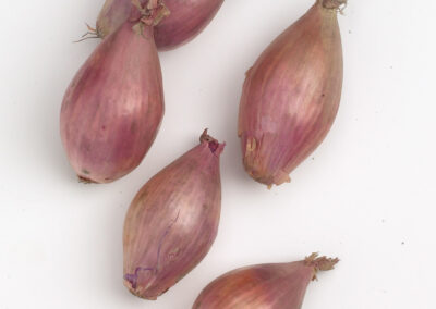 Shallots