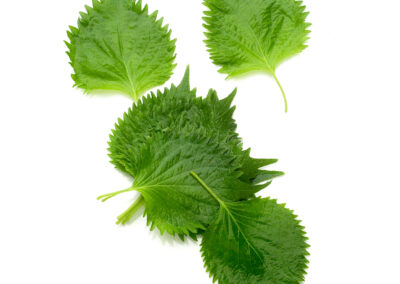 Shiso Leaves