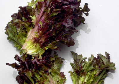 Red leaf lettuce