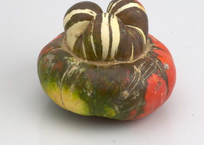 Turban Squash