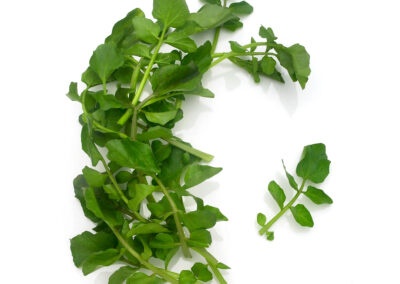 Watercress