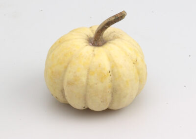 White Pumpkin